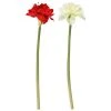 Winteria Amaryllis Oksa Punainen 1 Winteria Amaryllis Oksa Punainen -Aarikka Shop 317936