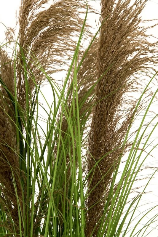 4Living Koristeheinä Ruukussa 97 Cm 3 4Living Koristeheinä Ruukussa 97 Cm