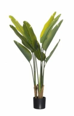 4Living Kolibrikukka 110 Cm Vihreä, Musta Ruukku 8 4Living Kolibrikukka 110 Cm Vihreä, Musta Ruukku -Aarikka Shop 4Living kolibrikukka 110cm