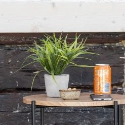 4Living Koristeruoho Betoniruukussa 25 Cm 12 4Living Koristeruoho Betoniruukussa 25 Cm -Aarikka Shop 4living koristeruoho betoniruukussa 25