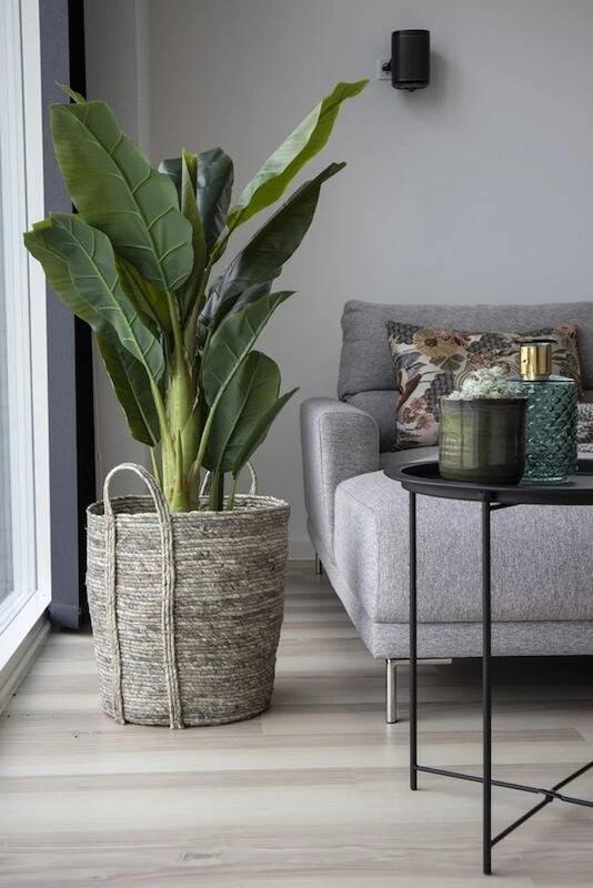 House Nordic Banaanipuu Tekokasvi 150 Cm Vihreä 3 House Nordic Banaanipuu Tekokasvi 150 Cm Vihreä