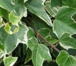 Silkkikasvit Ivy Sage Bush Muratti Tekokasvi 35 Cm Kirjava