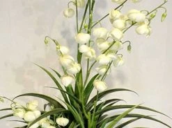 Silkkikasvit Jukka Gloriosa Tekokasvi 140 Cm -Aarikka Shop Jukka Gloriosa tekokasvi 140 2