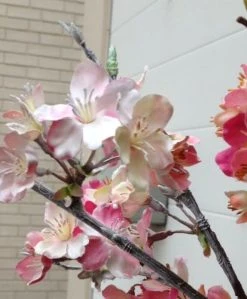 Silkkikasvit Kirsikka Oksa Tekokasvi