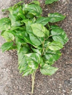 Silkkikasvit Kultaköynnöspensas Silkkikasvi 80 Cm