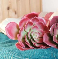 Silkkikasvit Mehitähti Echeveria Tekokasvi Syksynpunainen