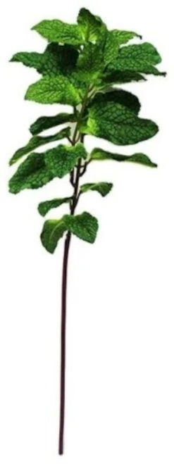 Silkkikasvit Minttu Yrtti Tekokasvi -Aarikka Shop Minttu yrtti tekokasvi