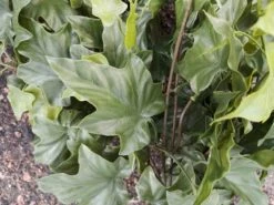 Silkkikasvit Murattipensas Tekokasvi 85 Cm UV - Suojattu