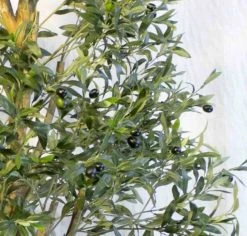 Silkkikasvit Oliivipuu Yksirunkoinen Tekokasvi 180 Cm -Aarikka Shop Oliivipuu yksirunkoinen 180