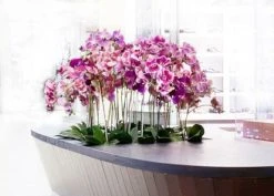 Silkkikasvit Orkidea Dendropium Tekokasvi Fuksia