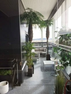 Silkkikasvit Palmu Phoenix Hienolehtinen Taatelipalmu 300 Cm -Aarikka Shop Palmu Phoenix hienolehtinen taatelipalmu