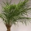 Silkkikasvit Palmu Phoenix Hienolehtinen Taatelipalmu 300 Cm -Aarikka Shop Palmu Phoenix hienolehtinen taatelipalmu 3
