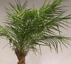 Silkkikasvit Palmu Phoenix Hienolehtinen Taatelipalmu 300 Cm