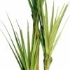Silkkikasvit Pandanus Kairapalmu Tekokasvi 215 Cm -Aarikka Shop Pandanus kairapalmu tekokasvi 215