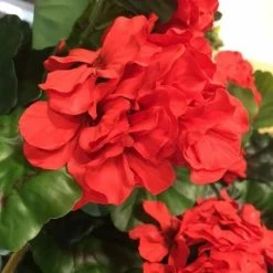 Silkkikasvit Pelargonia Jättipensas Tekokasvi Punainen