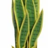 Silkkikasvit Sansevieria Anopinkieli Tekokasvi Pieni Keltainen -Aarikka Shop Sansevieria anopinkieli
