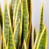 Silkkikasvit Sansevieria Anopinkieli Tekokasvi 90 Cm Keltainen -Aarikka Shop Sansevieria anopinkieli 90 cm keltainen