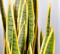 Silkkikasvit Sansevieria Anopinkieli Tekokasvi 90 Cm Keltainen