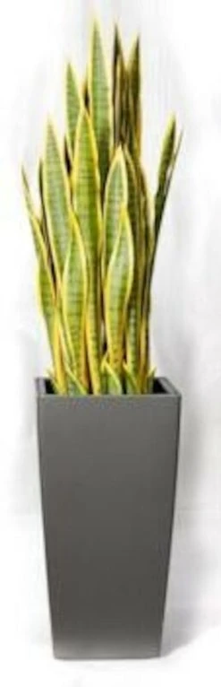 Silkkikasvit Sansevieria Anopinkieli Tekokasvi Nippu Keltainen -Aarikka Shop Sansevieria anopinkieli tekokasvi nippu keltainen 1