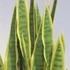 Silkkikasvit Sansevieria Iso Anopinkieli Tekokasvi Sisustusruukussa Keltainen -Aarikka Shop Sansevieria iso anopinkieli keltainen