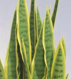 Silkkikasvit Sansevieria Iso Anopinkieli Tekokasvi Sisustusruukussa Keltainen