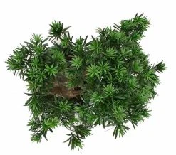 Silkkikasvit Bonzai Tekokasvi Podocarpuksen Lehdillä 70 Cm