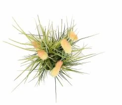 Silkkikasvit Heinä Cat Tail Grass 70 Cm -Aarikka Shop Silkkikasvit Heina Cat Tail Grass 70 cm 0 3