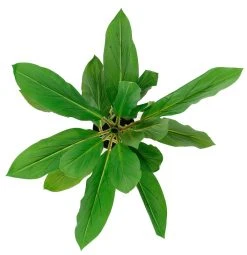 Silkkikasvit Verililjapuu Cordyline Tekokasvi 85 Cm Vaalea