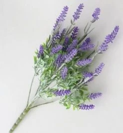 Silkkikasvit Yrttilaventeli Tekokasvi