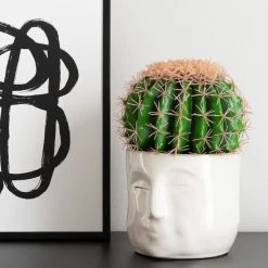 Silkkikasvit Anopinjakkara Kaktus 26 Cm Tekokasvi Ruukussa