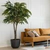 Silkkikasvit Ficus Amstel Pitkälehtiviikunapuu Tekokasvi 240 Cm 2 Silkkikasvit Ficus Amstel Pitkälehtiviikunapuu Tekokasvi 240 Cm -Aarikka Shop ficus amstel pitkalehtiviikunapuu 210cm 1