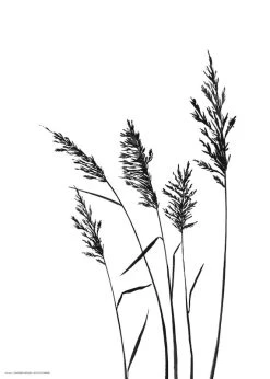 Kaverini Sella Heinät Juliste 30x40 Cm