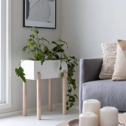 Veke Koivu Kukkateline Koivu Luonnonväri