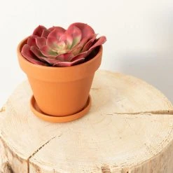 Silkkikasvit Mehitähti Echeveria Tekokasvi Syksynpunainen -Aarikka Shop mehitahti echeveria syksynpunainen 2