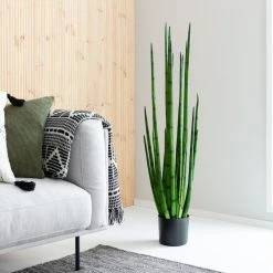 Silkkikasvit Sansevieria Keihäsanopinkieli -Aarikka Shop sansevieria keihasanopinkieli web 2