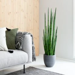 Silkkikasvit Sansevieria Keihäsanopinkieli -Aarikka Shop sansevieria keihasanopinkieli web