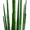 Silkkikasvit Sansevieria Keihäsanopinkieli -Aarikka Shop sansevieria keihasanopinkieli web 2 1