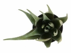 Silkkikasvit Aloe Tekokasvi 68 Cm