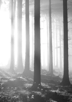 Artlink Sumuinen Aamu Juliste 50x70 Cm 13 Artlink Sumuinen Aamu Juliste 50x70 Cm -Aarikka Shop sumuinen aamu juliste 50x70cm