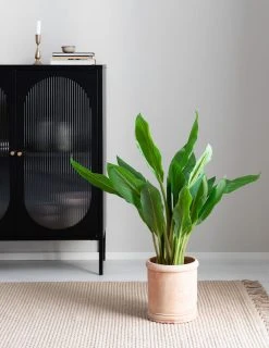 Silkkikasvit Verililjapuu Cordyline Tekokasvi 85 Cm Vaalea -Aarikka Shop verililjapuu cordyline 85cm vaalea web 3